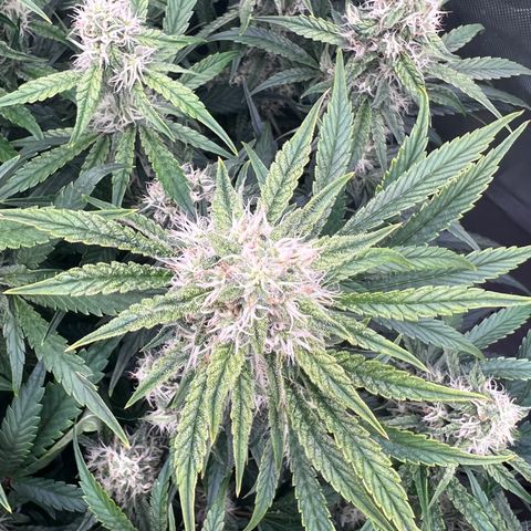 Creme De La Chem growlog photo: The power of LST = 59 tops
Frost is slowly building, but building nonetheless. However, the bud size itself is bulking up quite noticeably. It also grew a penis shaped cola (see photo)
