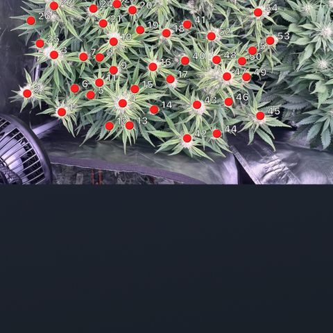 Creme De La Chem growlog photo: The power of LST = 59 tops
Frost is slowly building, but building nonetheless. However, the bud size itself is bulking up quite noticeably. It also grew a penis shaped cola (see photo)