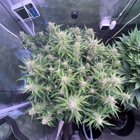 Creme De La Chem growlog timeline photo