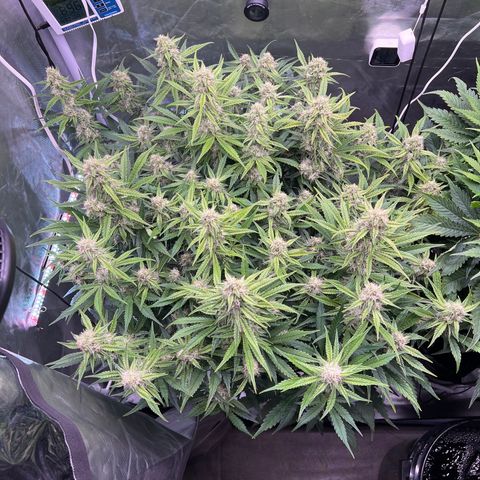 Creme De La Chem growlog timeline photo