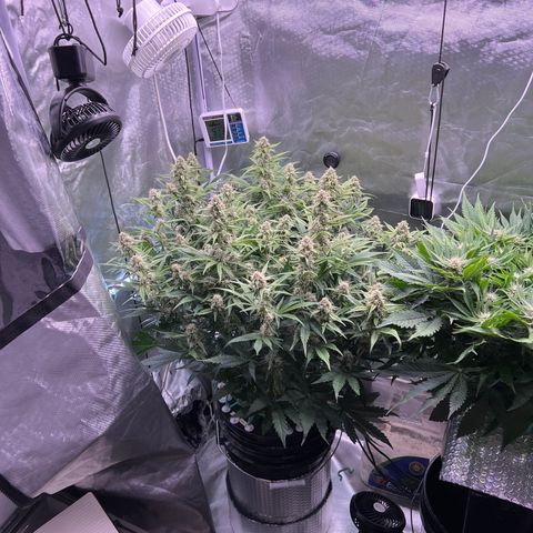 Creme De La Chem growlog timeline photo