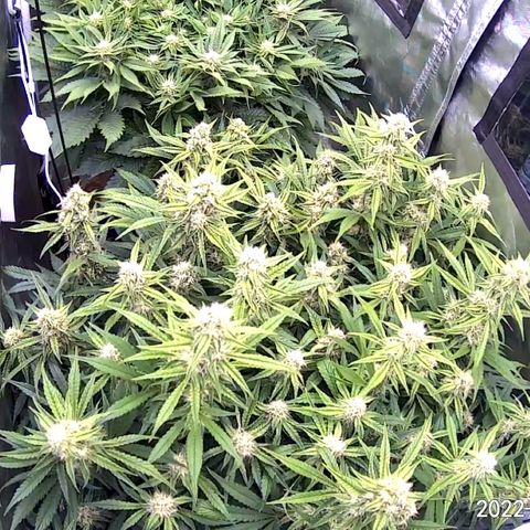Creme De La Chem growlog timeline photo