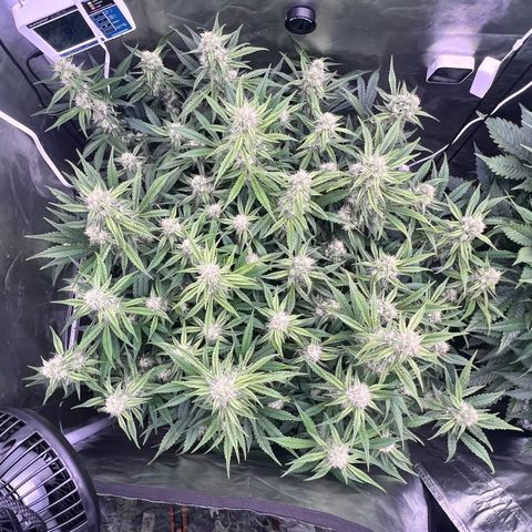 Creme De La Chem growlog timeline photo