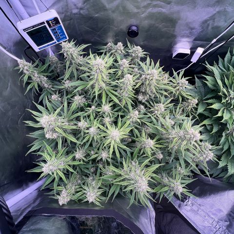 Creme De La Chem growlog timeline photo