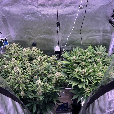 Creme De La Chem growlog timeline photo