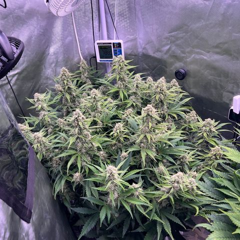 Creme De La Chem growlog timeline photo