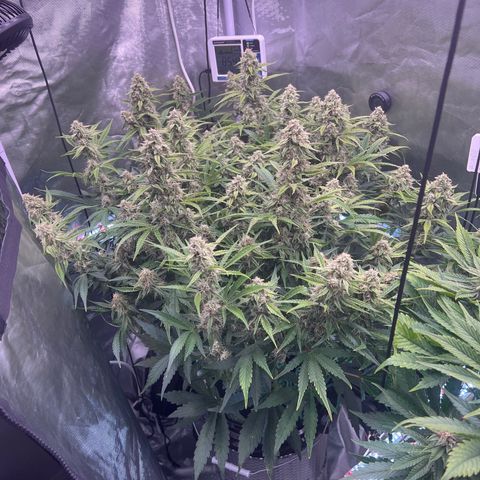 Creme De La Chem growlog timeline photo