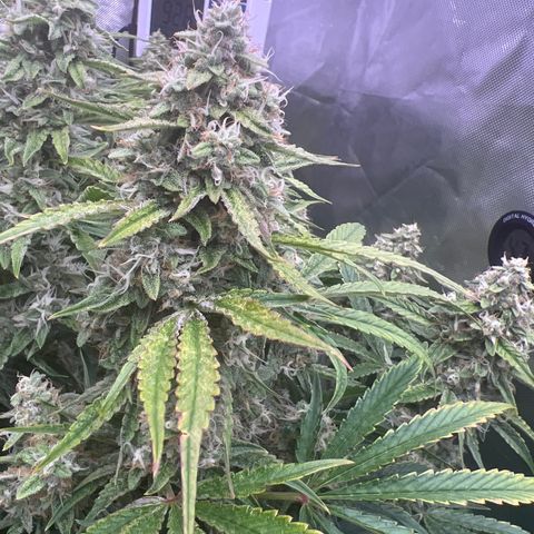 Creme De La Chem growlog timeline photo