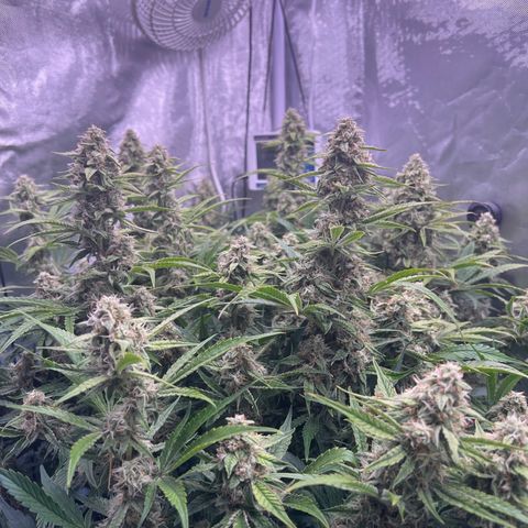 Creme De La Chem growlog timeline photo