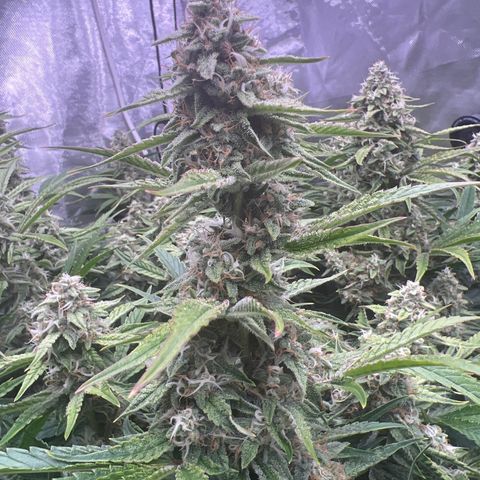 Creme De La Chem growlog timeline photo