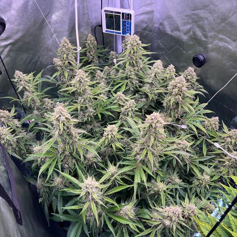 Creme De La Chem growlog timeline photo