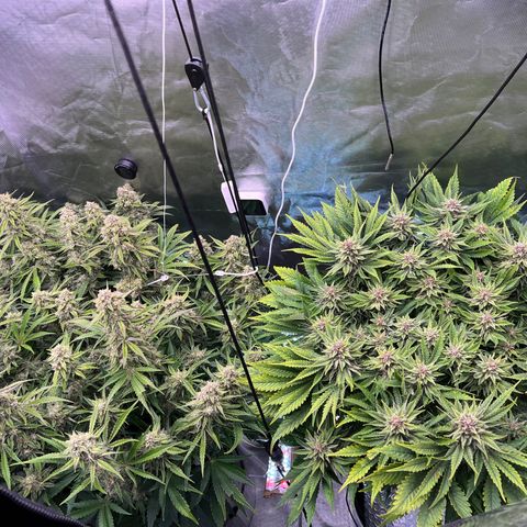 Creme De La Chem growlog timeline photo