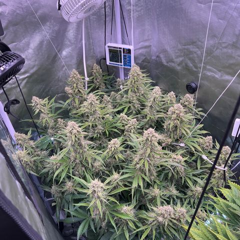 Creme De La Chem growlog photo: Had to break the yoyos out!