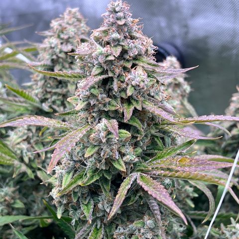 Creme De La Chem growlog timeline photo