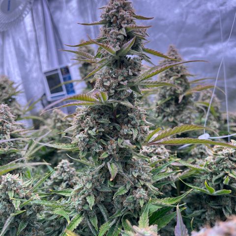 Creme De La Chem growlog timeline photo