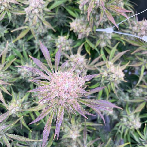 Creme De La Chem growlog timeline photo