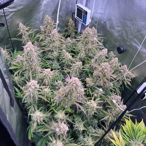 Creme De La Chem growlog timeline photo