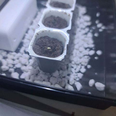 Hulkberry Auto growlog photo: Sie erblickt zum ersten Mal das Licht der Welt!