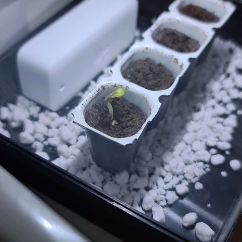 Hulkberry Auto growlog timeline photo