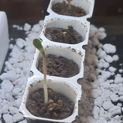 Hulkberry Auto growlog photo: Spargelt ein bisschen