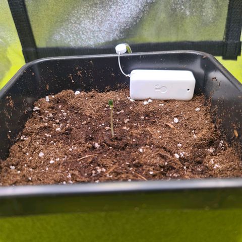Hulkberry Auto growlog photo: Neuer Topf
Sensor ist von SwitchBot