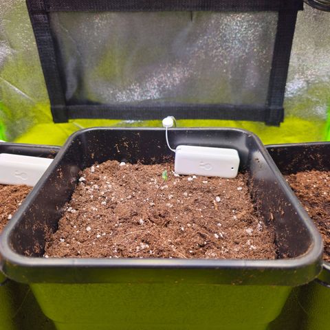 Hulkberry Auto growlog photo: Die einblättrige Dame lässt sich Zeit