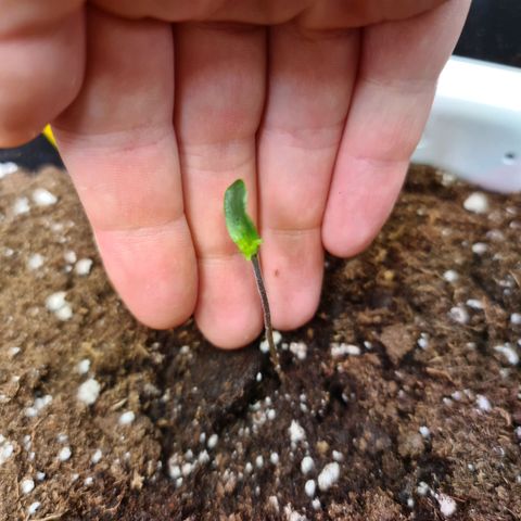 Hulkberry Auto growlog photo: Nach fast 2 Wochen stillstand kommen endlich neue Blätter