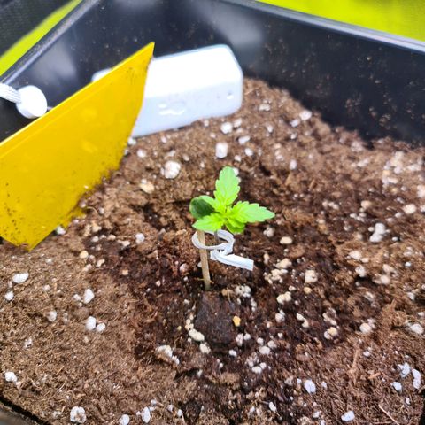 Hulkberry Auto growlog photo: Sehr träge, aber es wird