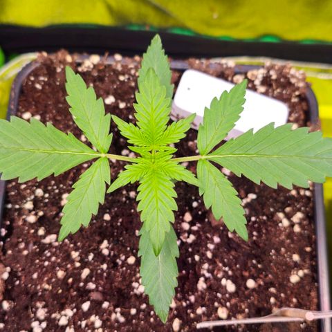 Amnesia Haze Auto RQS growlog timeline photo