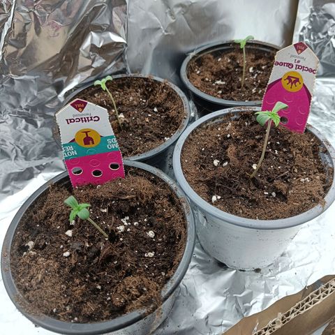 Critical RQS Afghani x Skunk growlog timeline photo