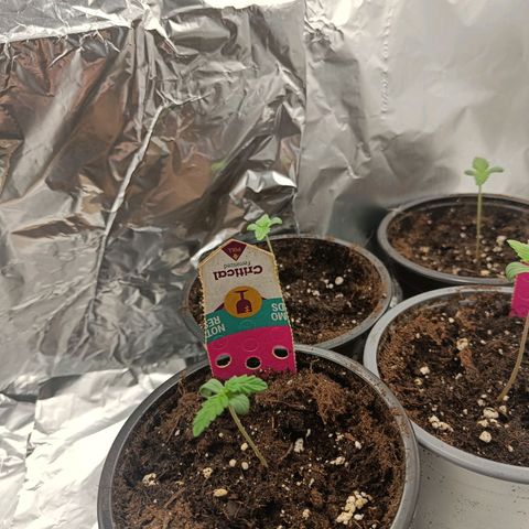 Critical RQS Afghani x Skunk growlog timeline photo