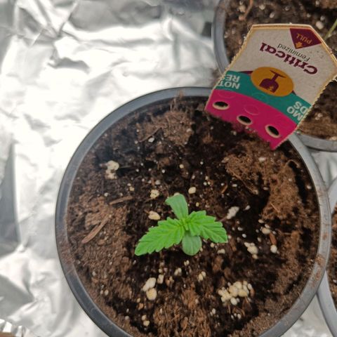 Critical RQS Afghani x Skunk growlog timeline photo
