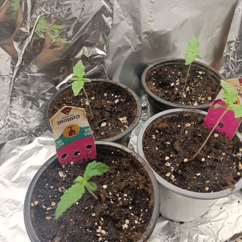 Critical RQS Afghani x Skunk growlog timeline photo