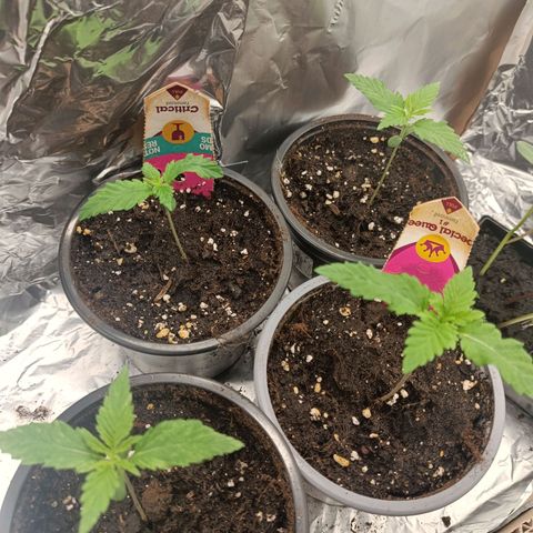Critical RQS Afghani x Skunk growlog timeline photo