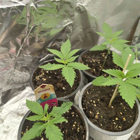 Critical RQS Afghani x Skunk growlog timeline photo