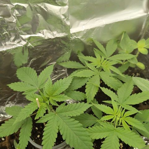 Critical RQS Afghani x Skunk growlog timeline photo