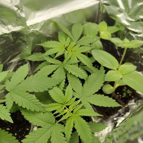 Critical RQS Afghani x Skunk growlog timeline photo