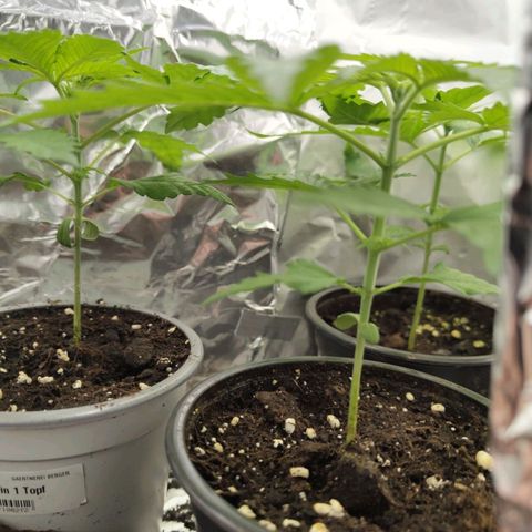 Critical RQS Afghani x Skunk growlog timeline photo