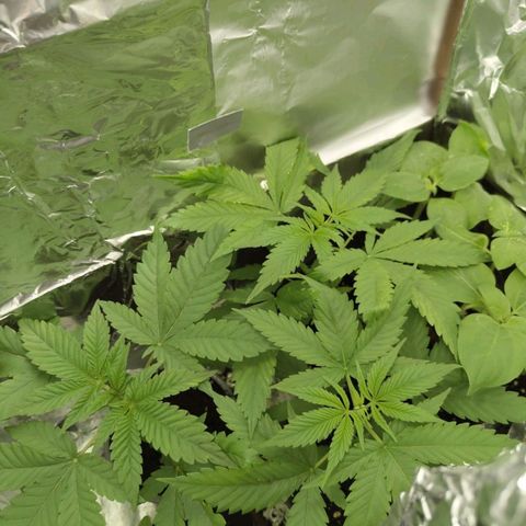Critical RQS Afghani x Skunk growlog timeline photo