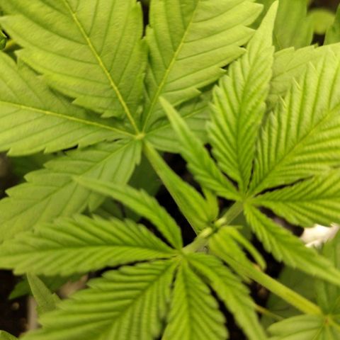 Critical RQS Afghani x Skunk growlog timeline photo