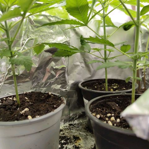 Critical RQS Afghani x Skunk growlog timeline photo