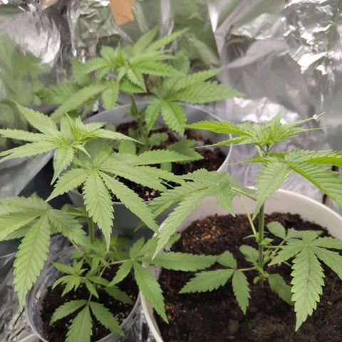Critical RQS Afghani x Skunk growlog timeline photo