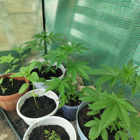 Critical RQS Afghani x Skunk growlog timeline photo