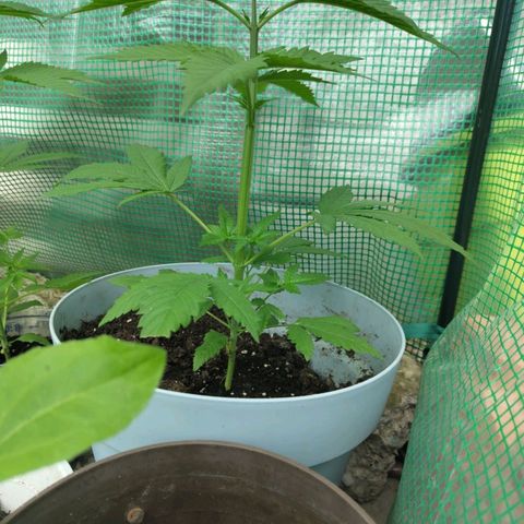 Critical RQS Afghani x Skunk growlog timeline photo