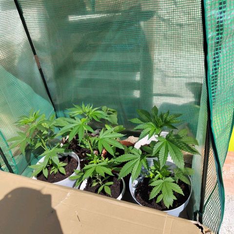 Critical RQS Afghani x Skunk growlog timeline photo
