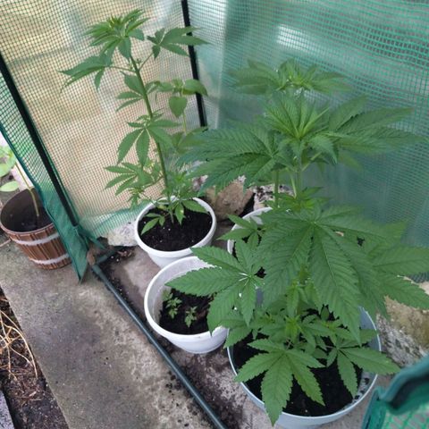 Critical RQS Afghani x Skunk growlog timeline photo
