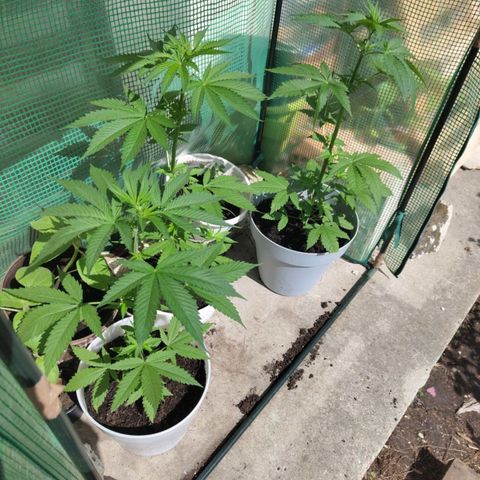 Critical RQS Afghani x Skunk growlog timeline photo