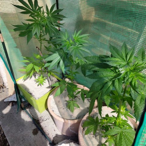 Critical RQS Afghani x Skunk growlog timeline photo