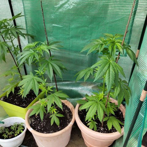 Critical RQS Afghani x Skunk growlog timeline photo