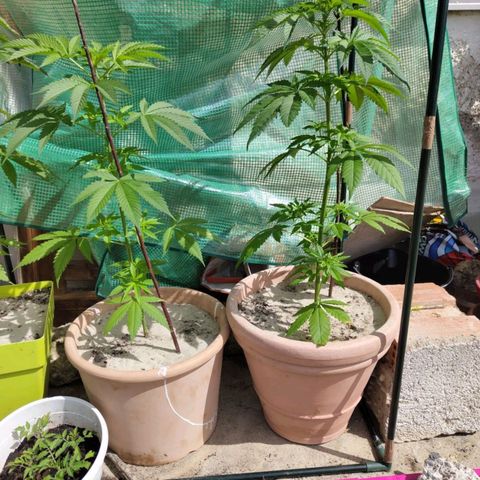 Critical RQS Afghani x Skunk growlog timeline photo
